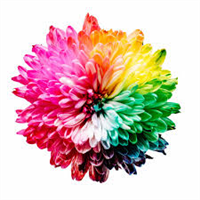 Bonus Color 1 Badge